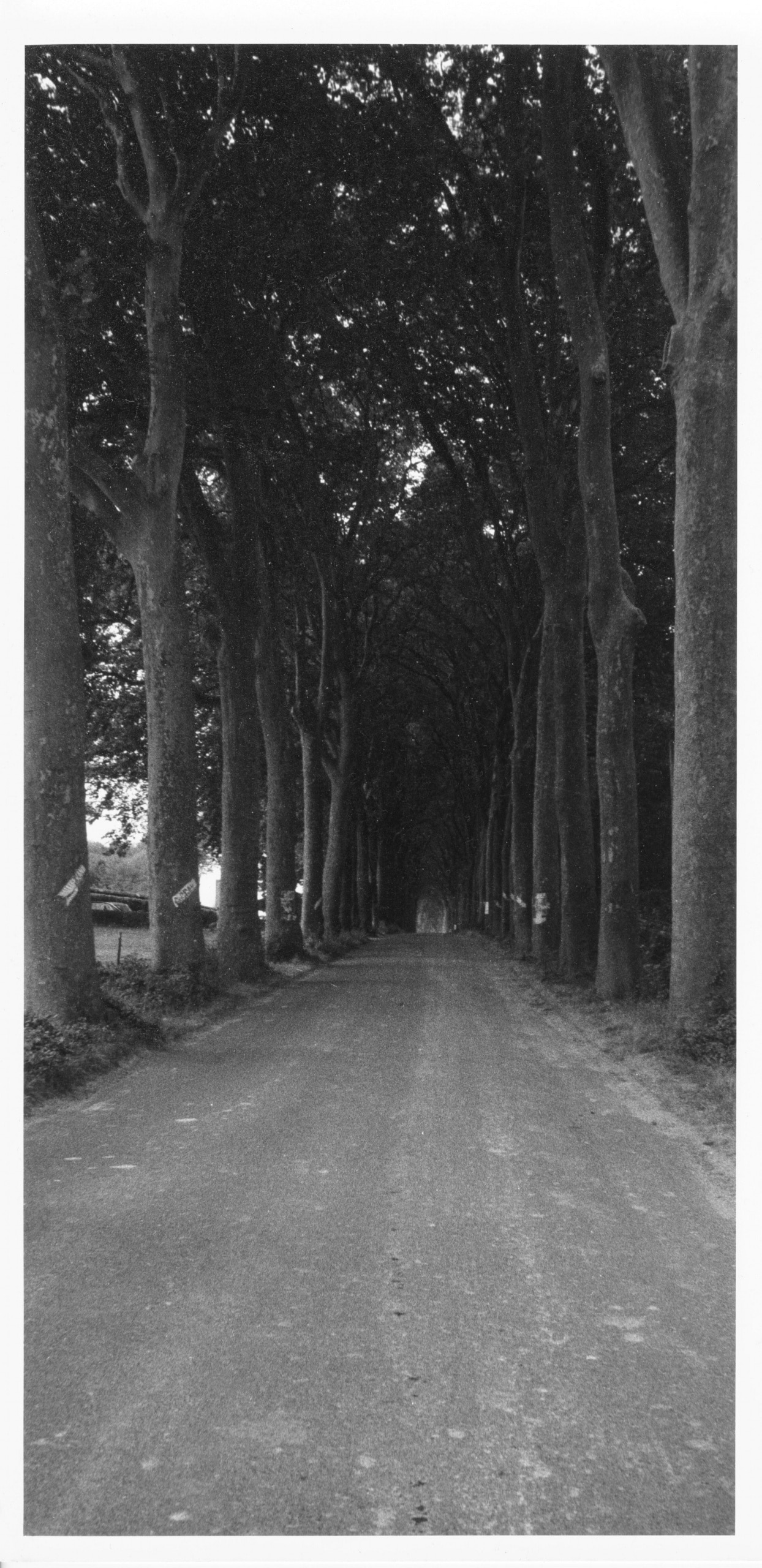 Origin of the Gothic 1975