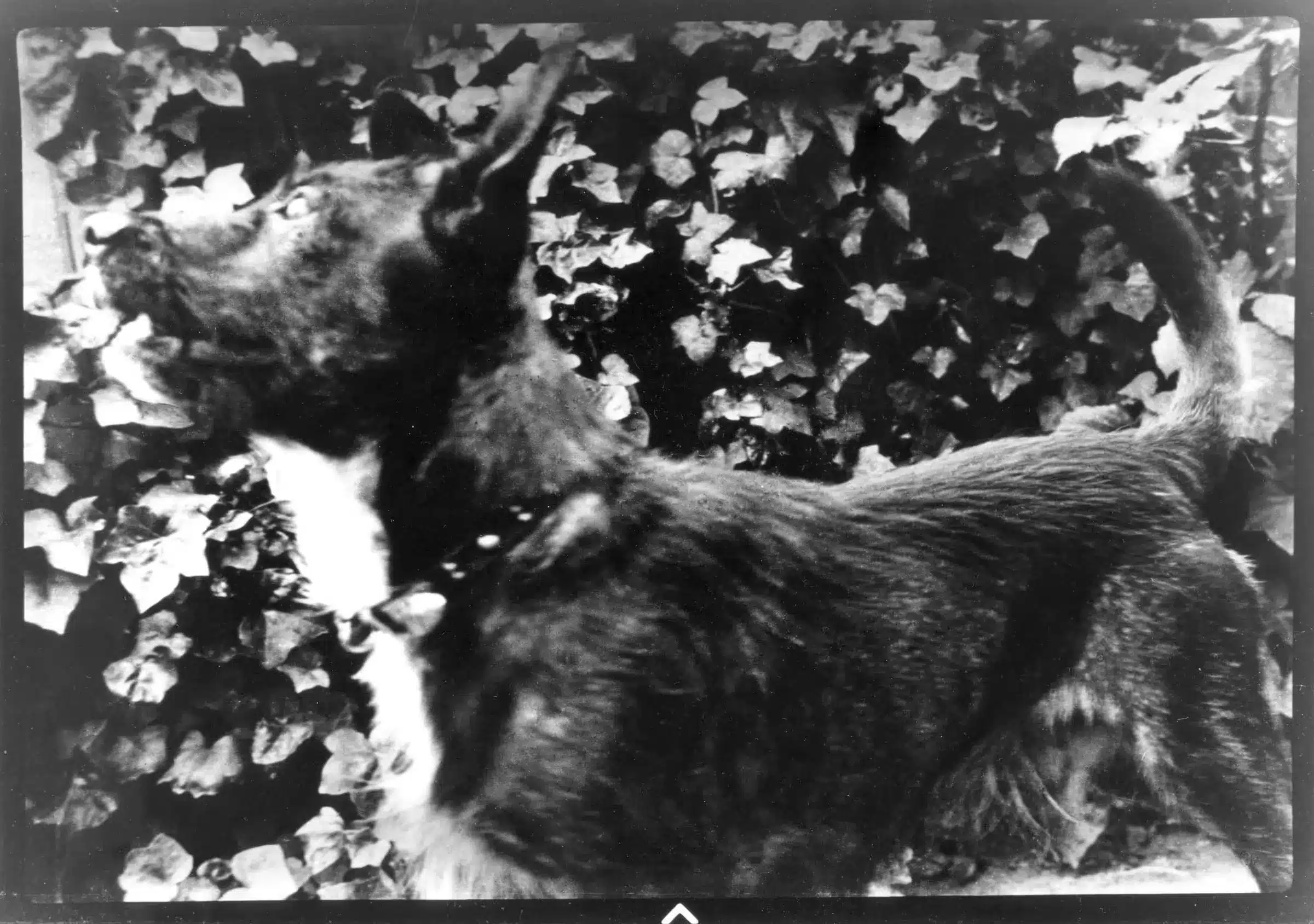 Give Me More Affection, Less Despair, Flossy, Come Home 1981